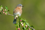 Bluebird (female) on crabapple buds