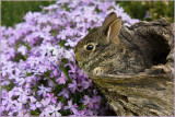 Bunny in log near phlox