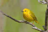 Yellow warbler in woods
