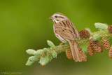 Song Sparrow on pine cones