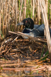 On nest