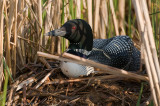 Mama loon on nest