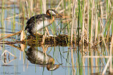 Red Necked Grebe on eggs