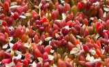 Ground cover