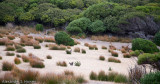 Wallaby habitat