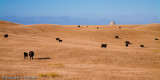 Dairy landscape