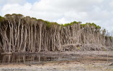 Land clearing