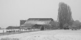 Horse stud in snow