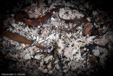 Aquatic carpet