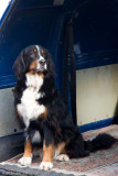 Bernese mountain dog (I think)