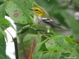 Paruline  gorge noire immature - Juvenile Black-throated Green Warbler