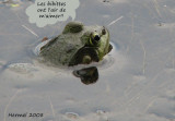 La grenouille et les bibittes - The frog and the bugs!!