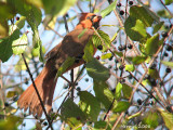 Cardinal rouge - Northern Cardinal