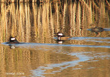 Harle couronn - Hooded Merganser