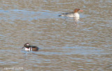 Harle couronn, grand Harle - Hooded Merganser, common Merganser