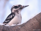 Pics - Woodpeckers
