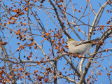 Durbec des pins - Pine Grosbeak