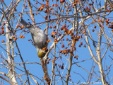 Durbec des sapins - Pine Grosbeak