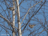 Sizerin flamm - Common Redpoll