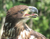 Union québécoise de réhabilitation des oiseaux de proie(U.Q.R.O.P)
