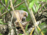 Tourterelle triste - Mourning Dove