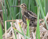 Bcassine de Wilson - Wilsons Snipe