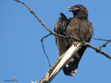 Grand Corbeau - Common Raven
