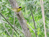 Paruline masque - Common Yellowthroat