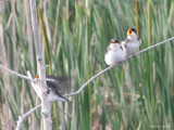 Hirondelle bicolore - Tree Swallow