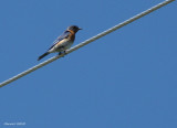 Merlebleu de lest - Eastern Bluebird