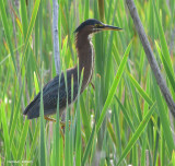 Hron vert - Green Heron