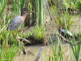 Hron vert - Green Heron