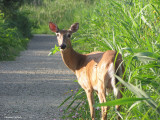 Chevreuil(Cerf de Virginie) - Deer