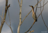 Hron vert - Green Heron