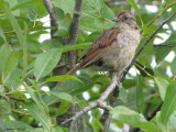 Bruant des marais - Swamp Sparrow