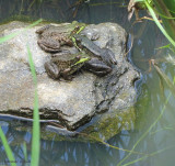 Grenouille - Frog