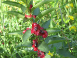 Chvrefeuille involucr (Lonicera involucrata)