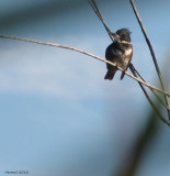 Martin-pcheur - Eastern Kingfisher