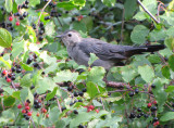 Moqueur-chat - Gray Catbird