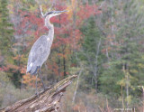 Grand Hron - Great Blue Heron