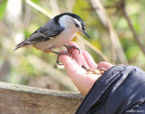 Sittelle  poitrine blanche - White-breasted Nuthatch