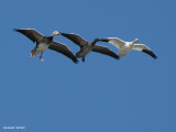 Oie des neiges - Snow Goose