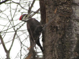 Grand Pic - Pileated Woodpecker