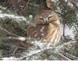 Petite Nyctale - Northern Saw-whet Owl