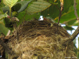 Bébé Chardonneret jaune - Baby American Goldfinch