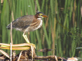 Héron vert (imm) - Green Heron (juv)