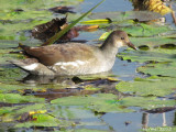 Gallinule (juv) - Common Moorhen (juv)