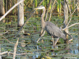 Grand Héron - Great Blue Heron