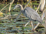 Grand Héron - Great Blue Heron
