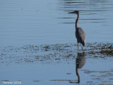 Grand Héron - Great Blue Heron
